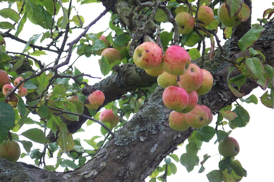 Old Fruit Trees: When Is It Worth Saving Them