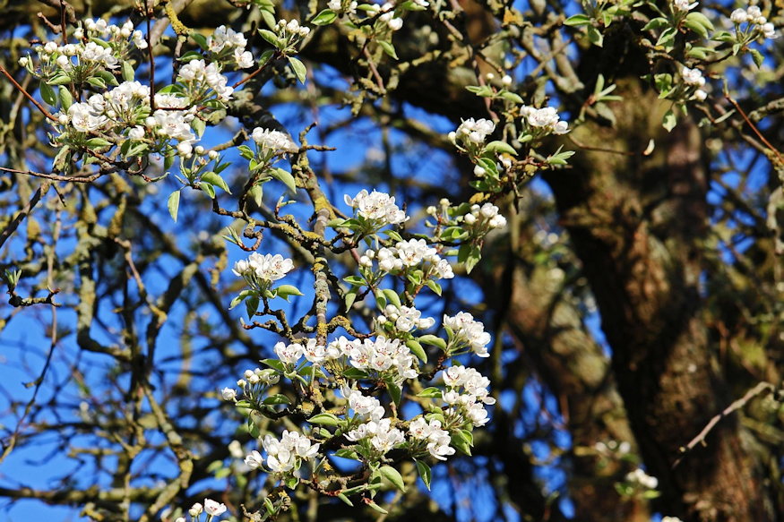 Old Fruit Trees: When Is It Worth Saving Them