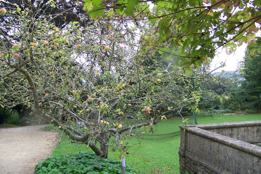 Old Fruit Trees: When Is It Worth Saving Them