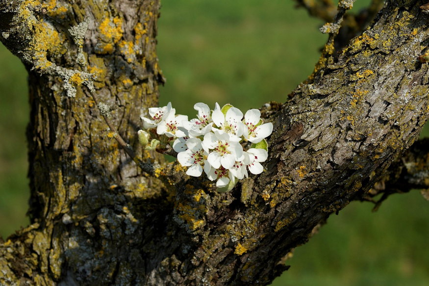 Old Fruit Trees: When Is It Worth Saving Them