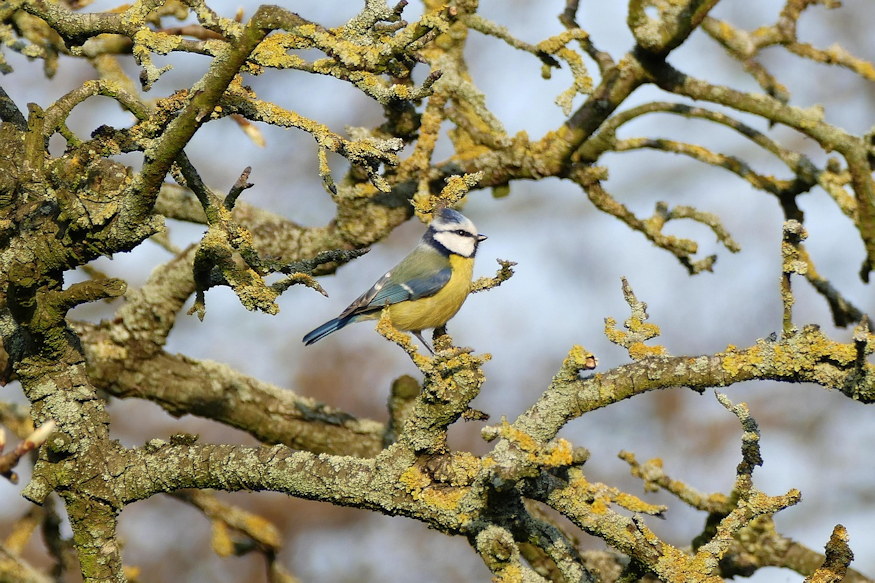 Old Fruit Trees: When Is It Worth Saving Them