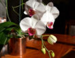 Guidelines for Orchid Care