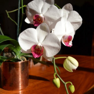 Guidelines for Orchid Care