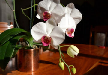 Guidelines for Orchid Care