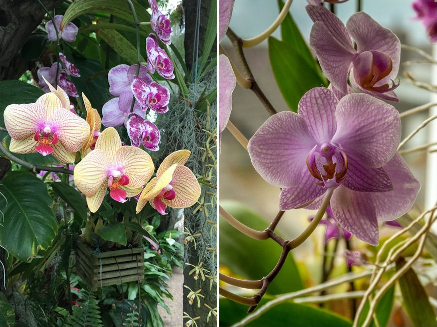 5 Essential Guidelines For Orchid Care – Garden Guide