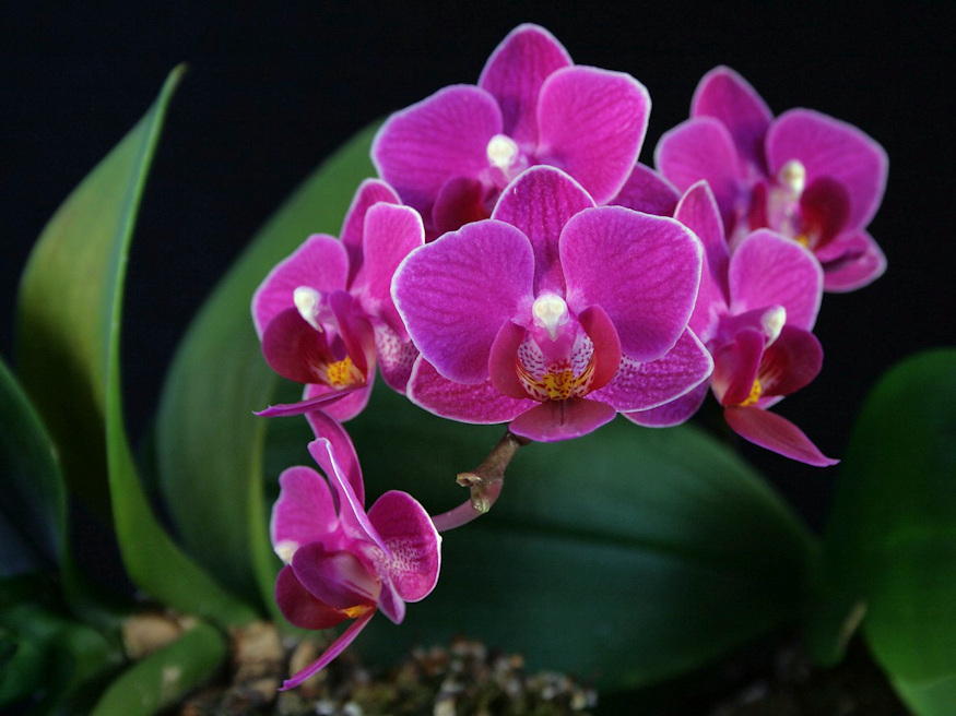 Orchids as Houseplants: Cultivating Beautiful Indoor Blooms – Garden Guide