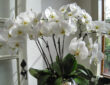 Cultivating Orchids as Houseplants