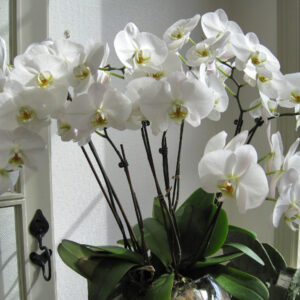 Cultivating Orchids as Houseplants