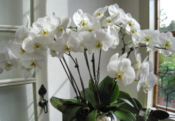 Cultivating Orchids as Houseplants