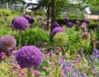 Alliums: Ornamental Onions in Your Garden