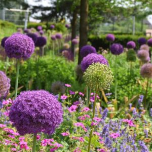 Alliums: Ornamental Onions in Your Garden