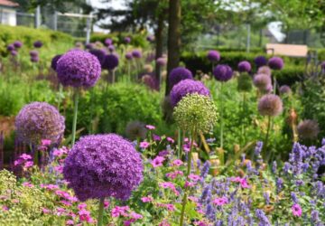 Alliums: Ornamental Onions in Your Garden