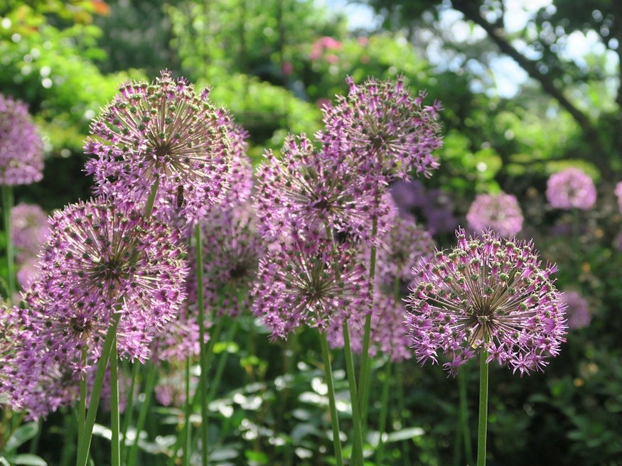 Alluring Alliums: Unveiling the Beauty of Ornamental Onions in Your ...