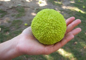 Osage Orange's Fascinating Evolutionary Journey