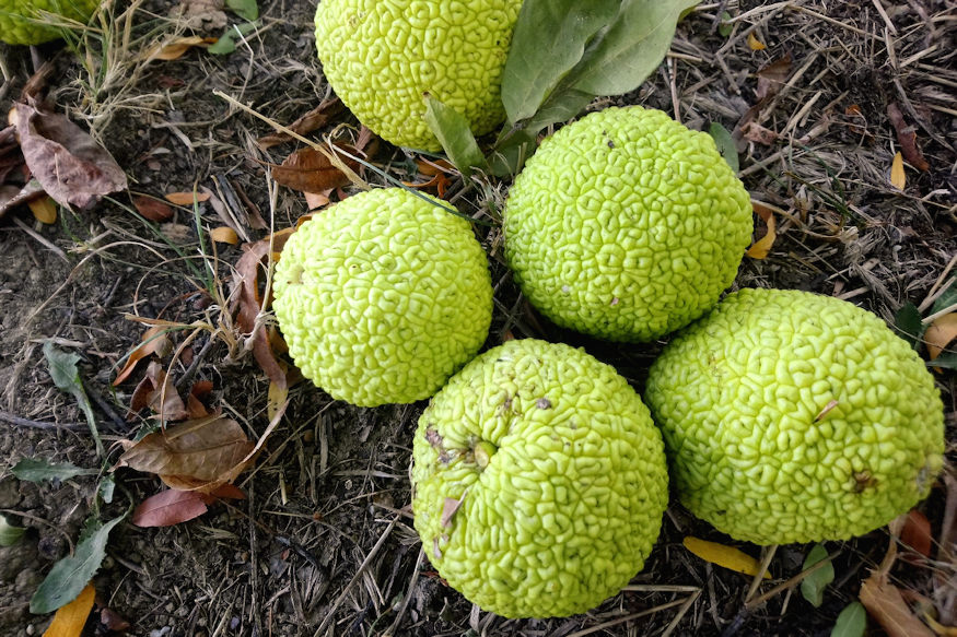 From Mammoths to Squirrels: The Osage Orange’s Fascinating Evolutionary ...