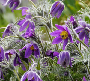 Pasque Flower: Renewal and Beauty