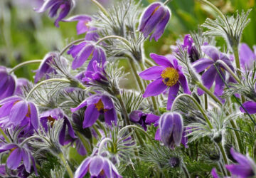 Pasque Flower: Renewal and Beauty