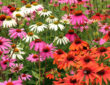The Beauty and Benefits of Coneflowers