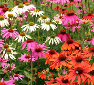 The Beauty and Benefits of Coneflowers