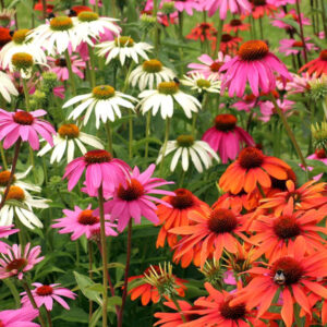 The Beauty and Benefits of Coneflowers