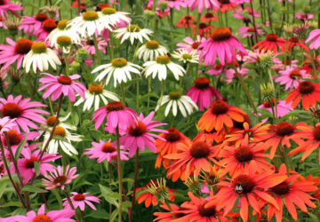 The Beauty and Benefits of Coneflowers