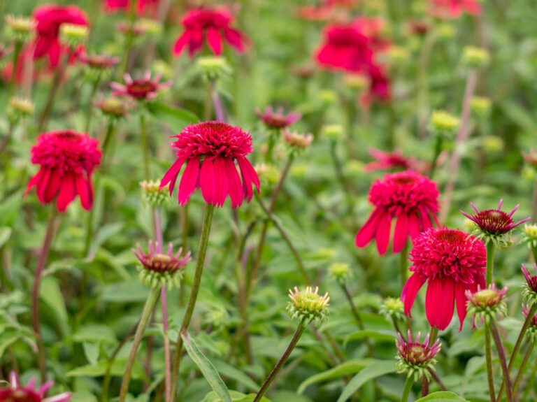 Perennial Power Exploring the Beauty and Benefits of Coneflowers