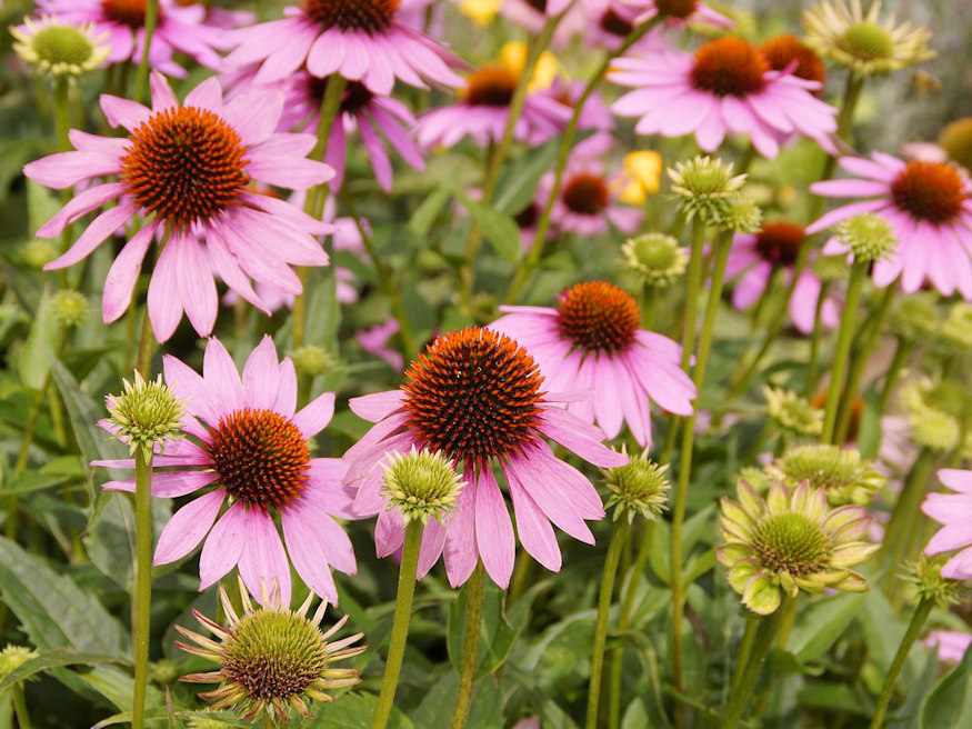 Perennial Power: Exploring the Beauty and Benefits of Coneflowers ...