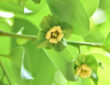 Causes of Persimmon Tree Flower and Fruit Drop