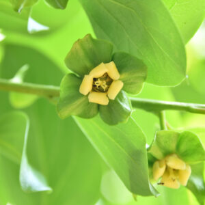 Causes of Persimmon Tree Flower and Fruit Drop