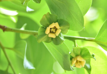 Causes of Persimmon Tree Flower and Fruit Drop