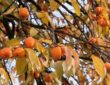 Is Your Garden Ready for Persimmons?