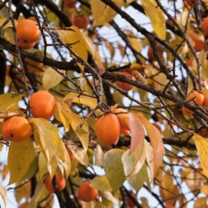 Is Your Garden Ready for Persimmons?