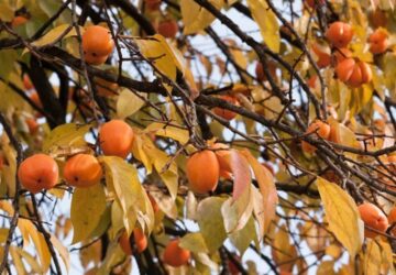 Is Your Garden Ready for Persimmons?