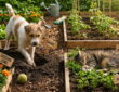 Pets vs. Vegetables