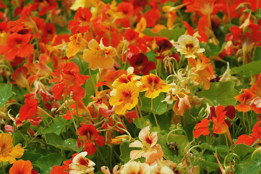 Make Pickled Nasturtium Buds and Seeds: A Garden-to-Table Delicacy ...