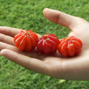 Pitanga: The Tropical Gem