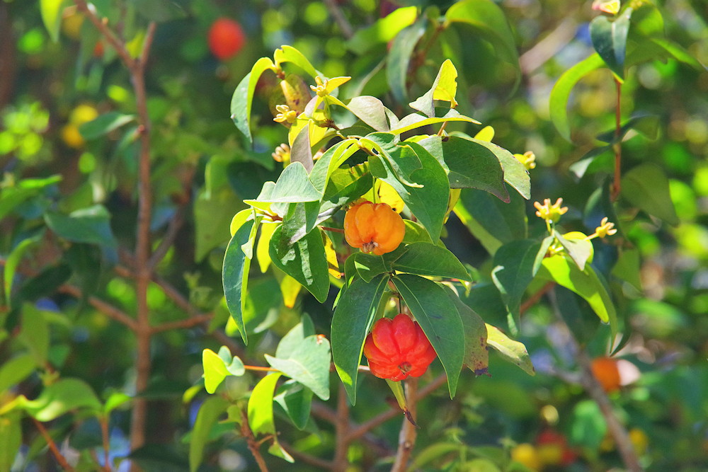 Pitanga: The Tropical Gem