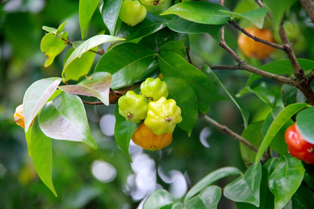 Pitanga: The Tropical Gem