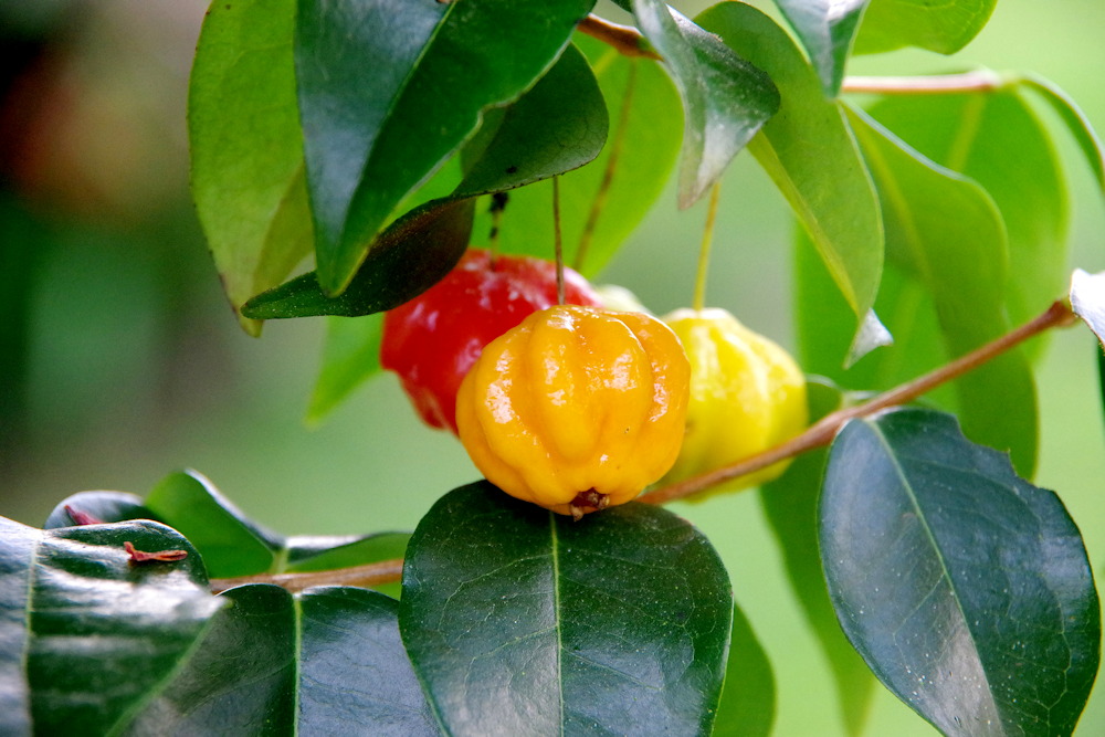 Pitanga: The Tropical Gem