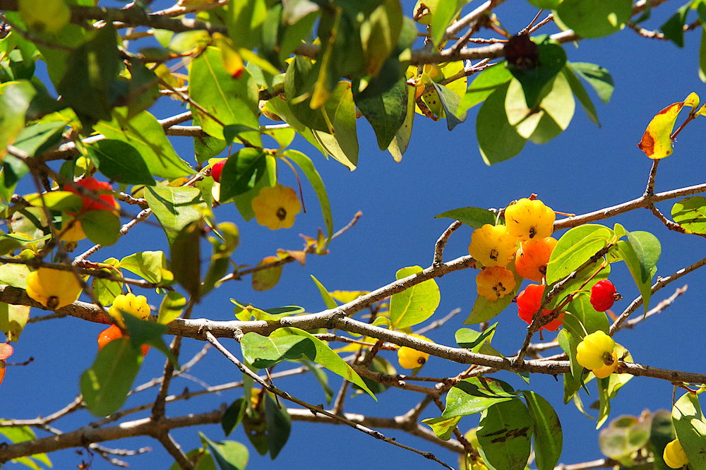 Pitanga: The Tropical Gem