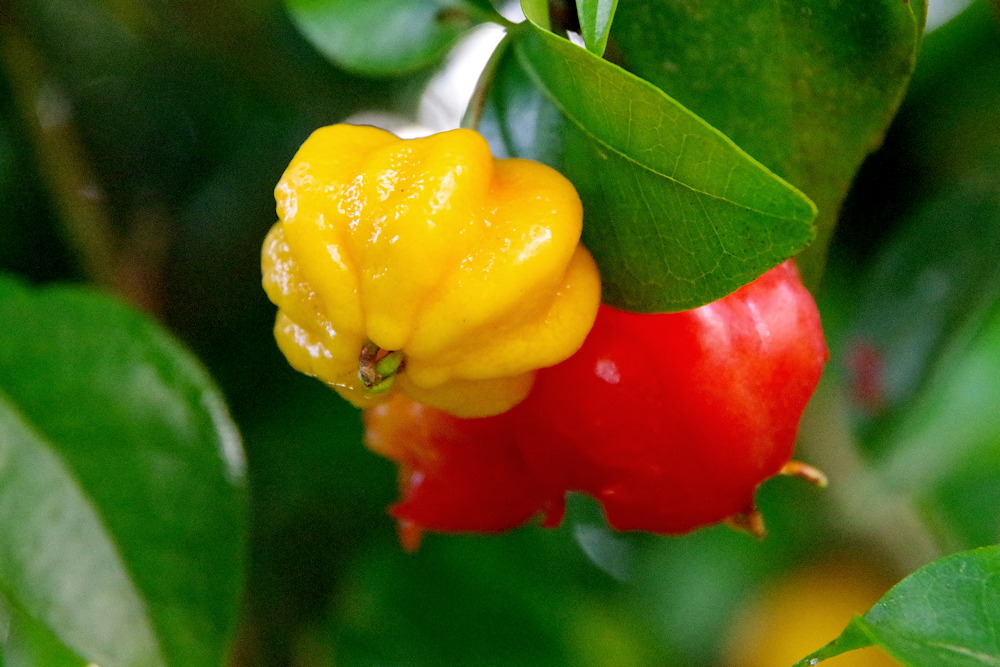 Pitanga: The Tropical Gem