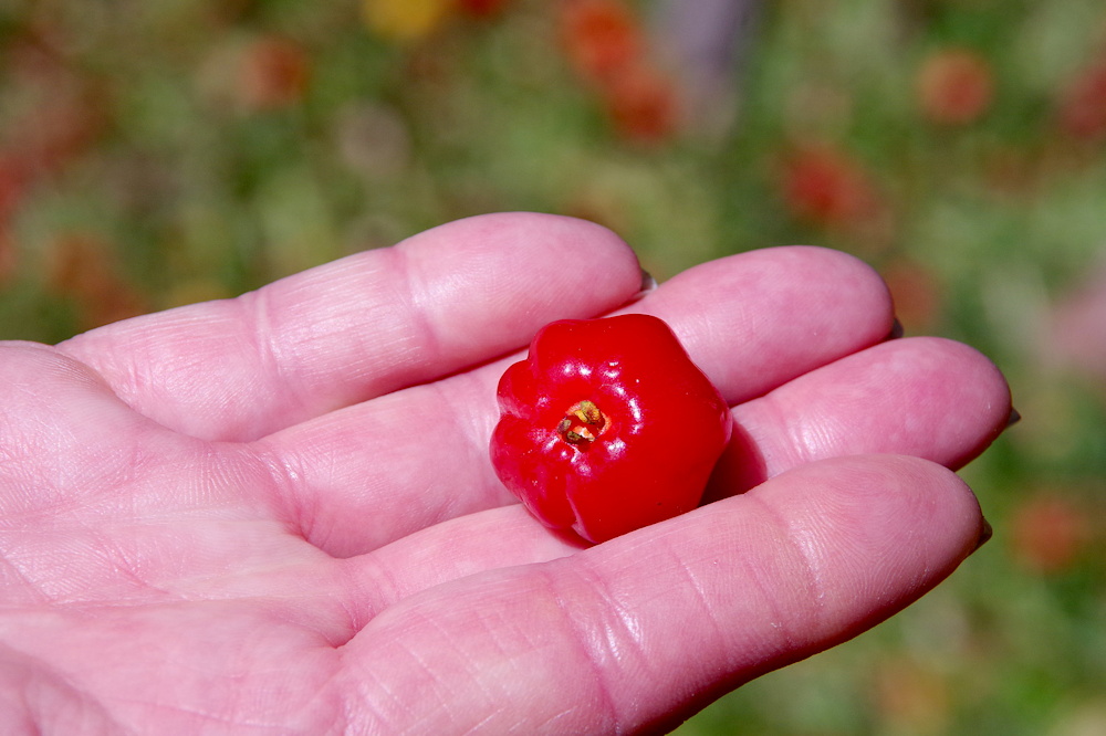 Pitanga: The Tropical Gem