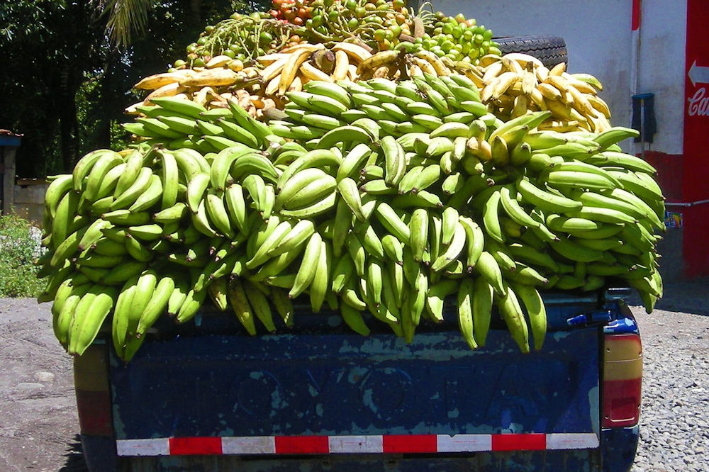 Plantains The Versatile Cooking Bananas You Need To Know Garden Guide