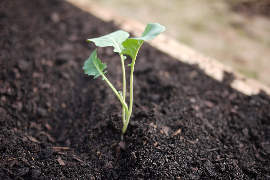 Seed Sowing Pitfalls: Avoid These Common Mistakes!