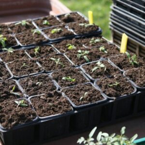 Seed Sowing Pitfalls: Avoid These Common Mistakes!