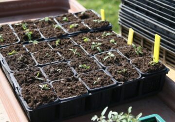 Seed Sowing Pitfalls: Avoid These Common Mistakes!