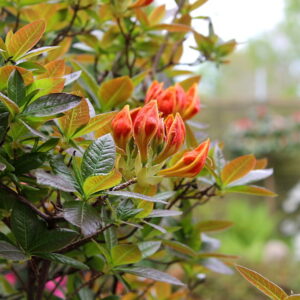 Essential Guide to Planting in Acidic Soil