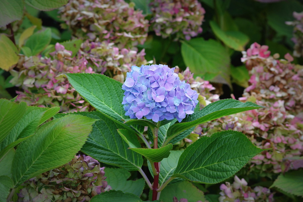 Essential Guide to Planting in Acidic Soil