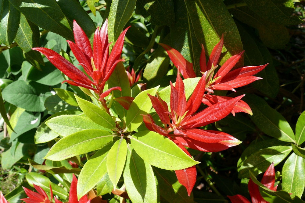 Essential Guide to Planting in Acidic Soil