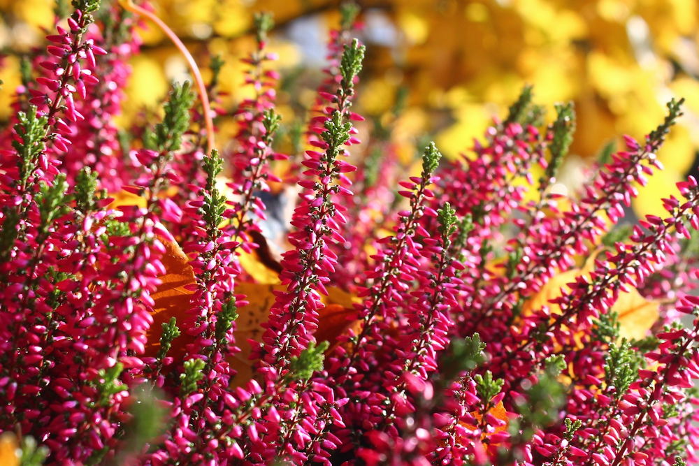 Essential Guide to Planting in Acidic Soil